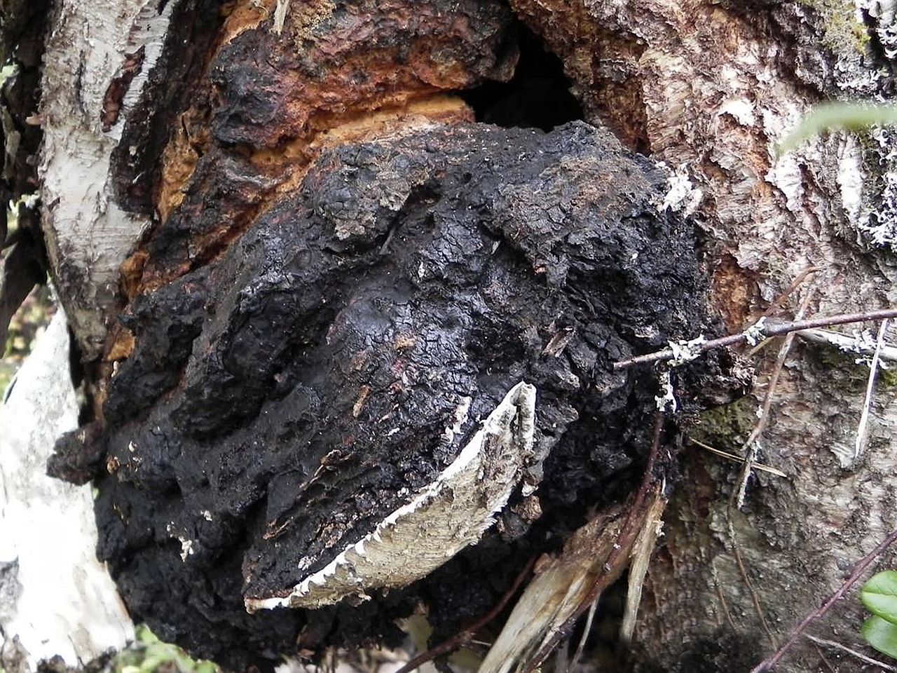 Inonotus obliquus