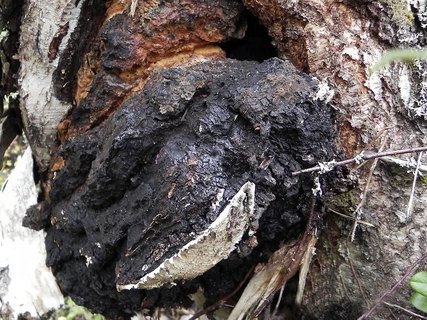 Inonotus obliquus