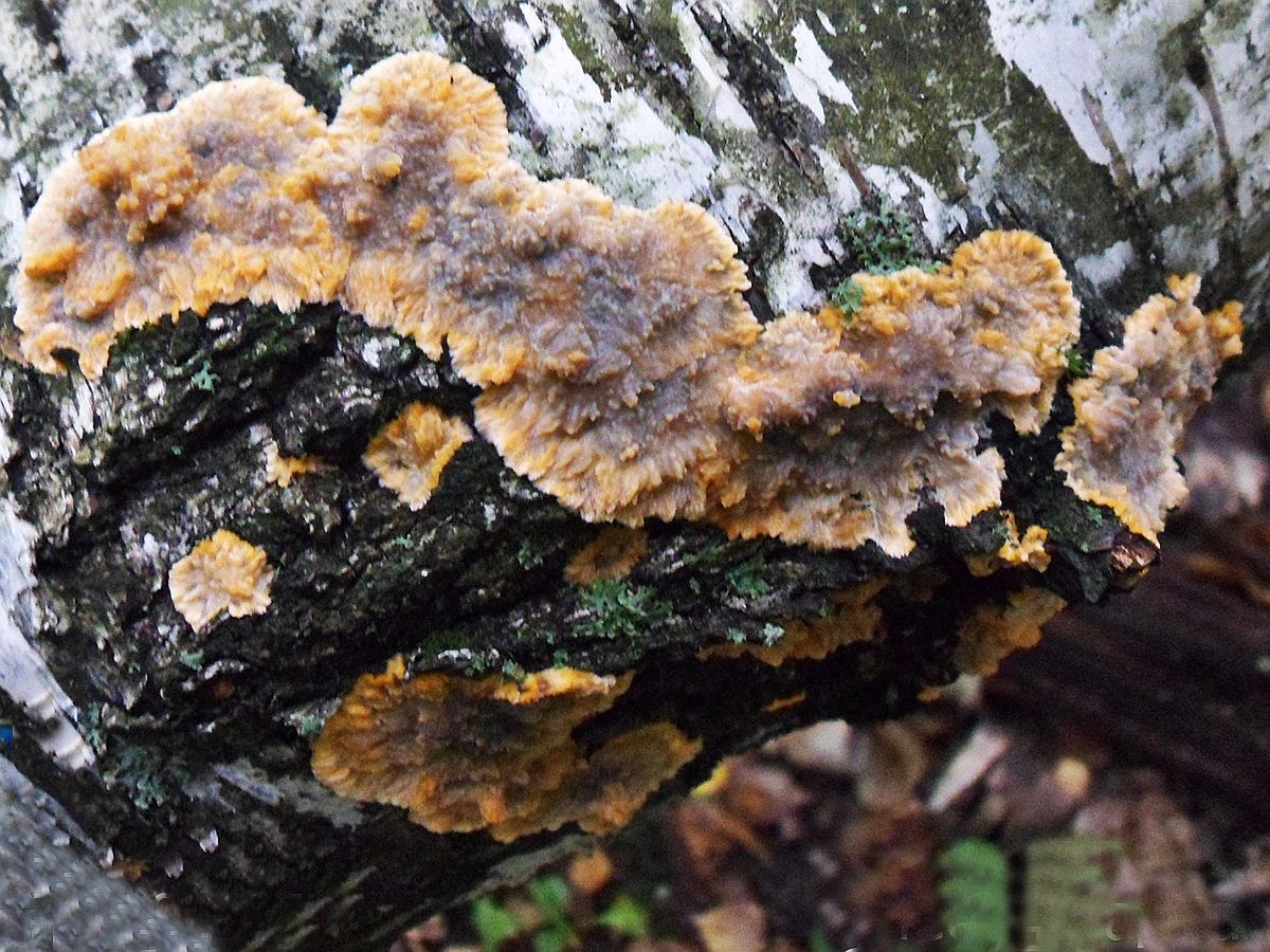 Phlebia radiata