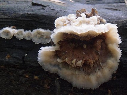 Merulius tremellosus