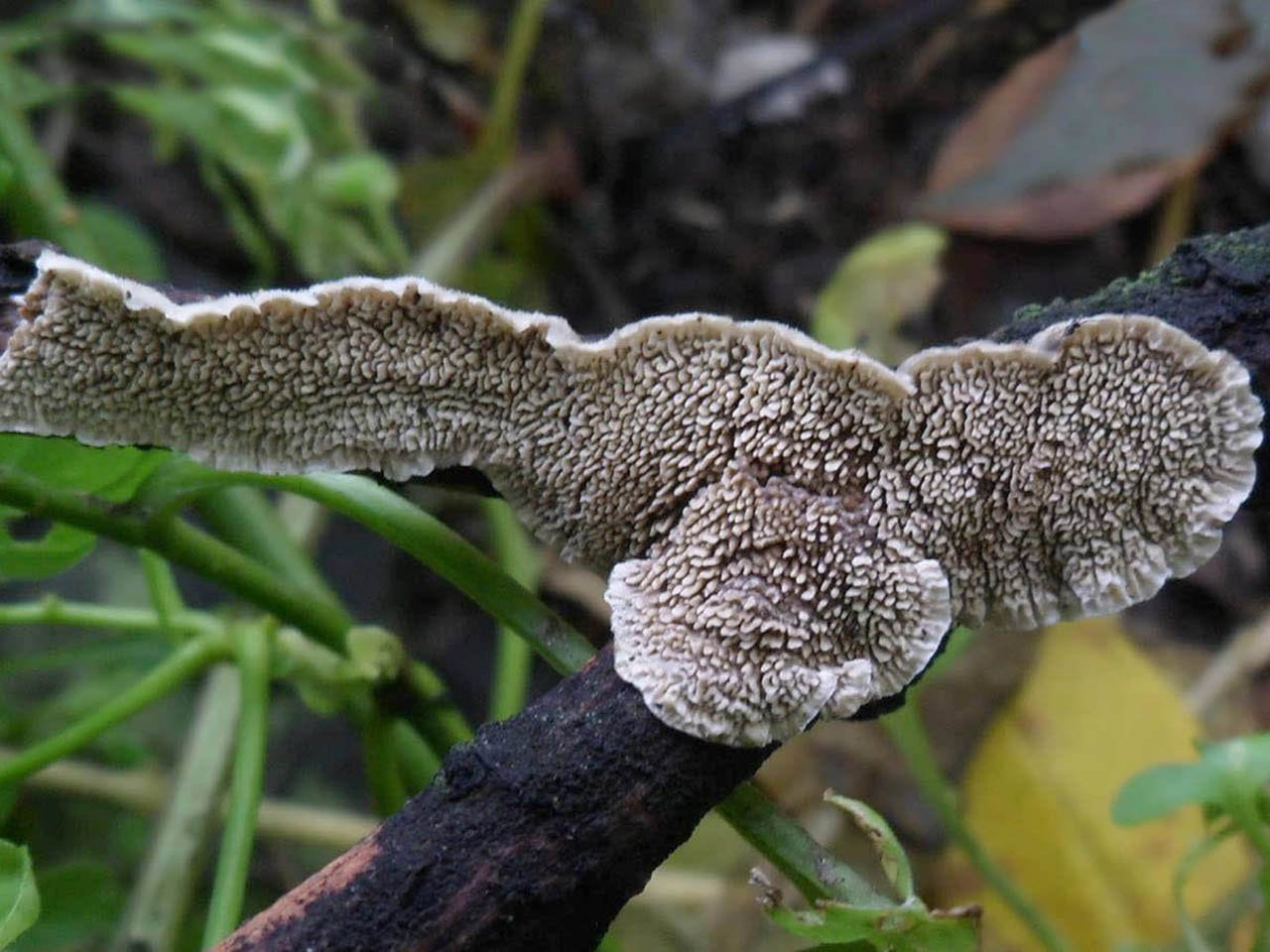 Radulomyces