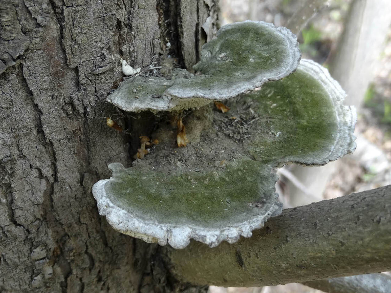 Trametes gibbosa