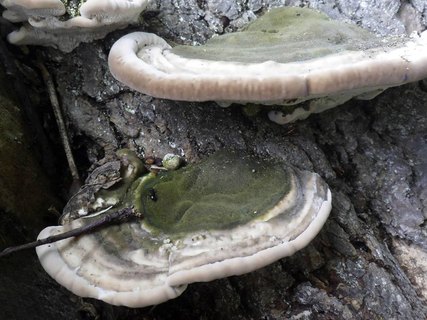 Trametes gibbosa