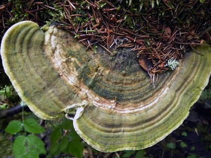 Trametes gibbosa