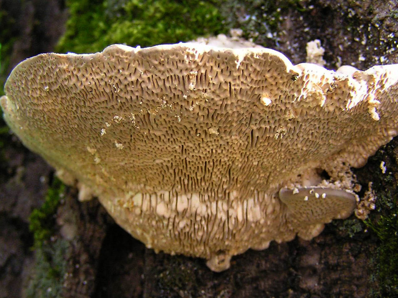 Trametes gibbosa