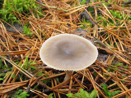 Clitocybe vibecina