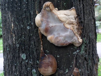 Bjerkandera fumosa