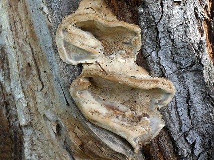 Bjerkandera fumosa