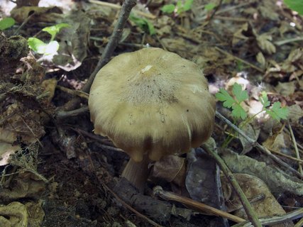 Entoloma clypeatum