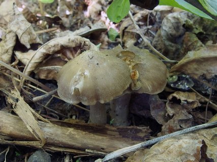 Entoloma clypeatum