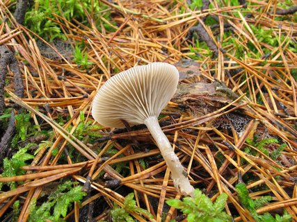 Clitocybe vibecina