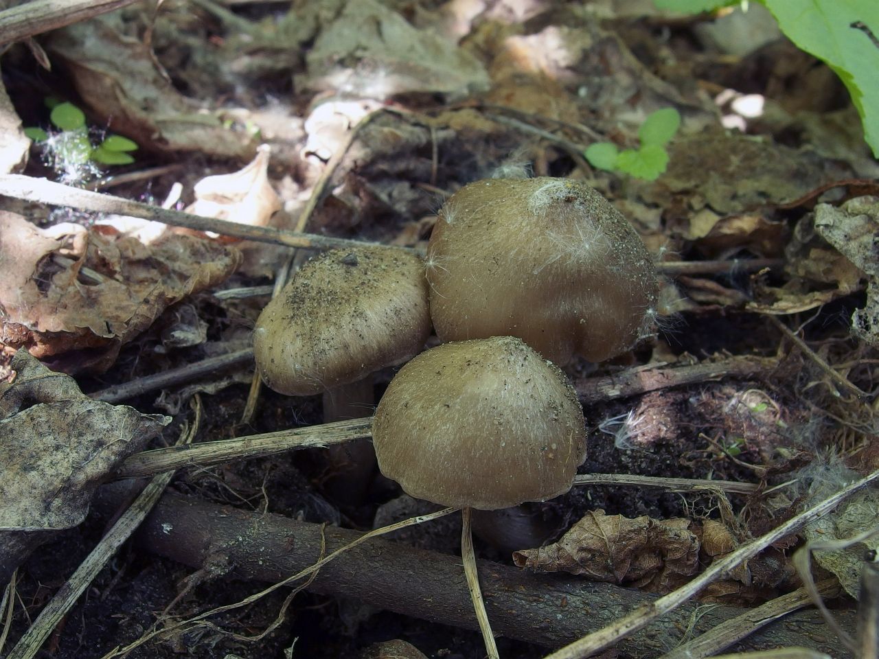 Entoloma clypeatum
