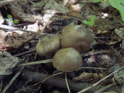 Entoloma clypeatum