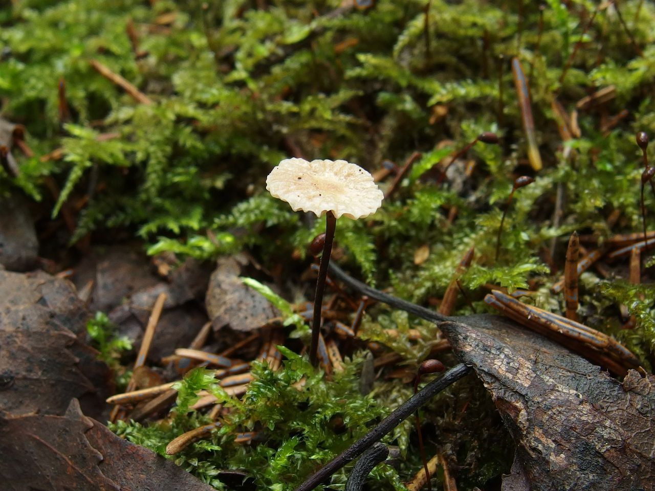 Gymnopus androsaceus