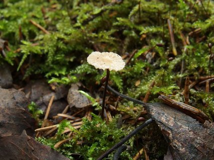 Gymnopus androsaceus