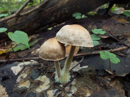Gymnopus peronatus