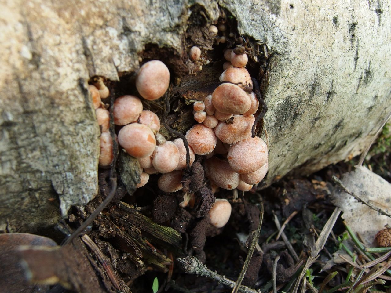 Hypholoma fasciculare