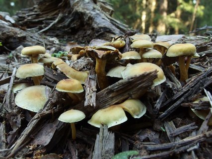 Hypholoma fasciculare