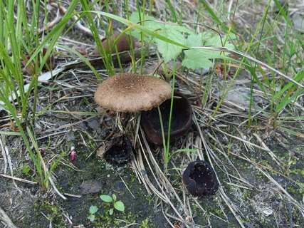 Inocybe lacera