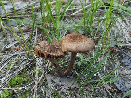 Inocybe lacera