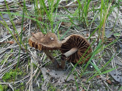 Inocybe lacera