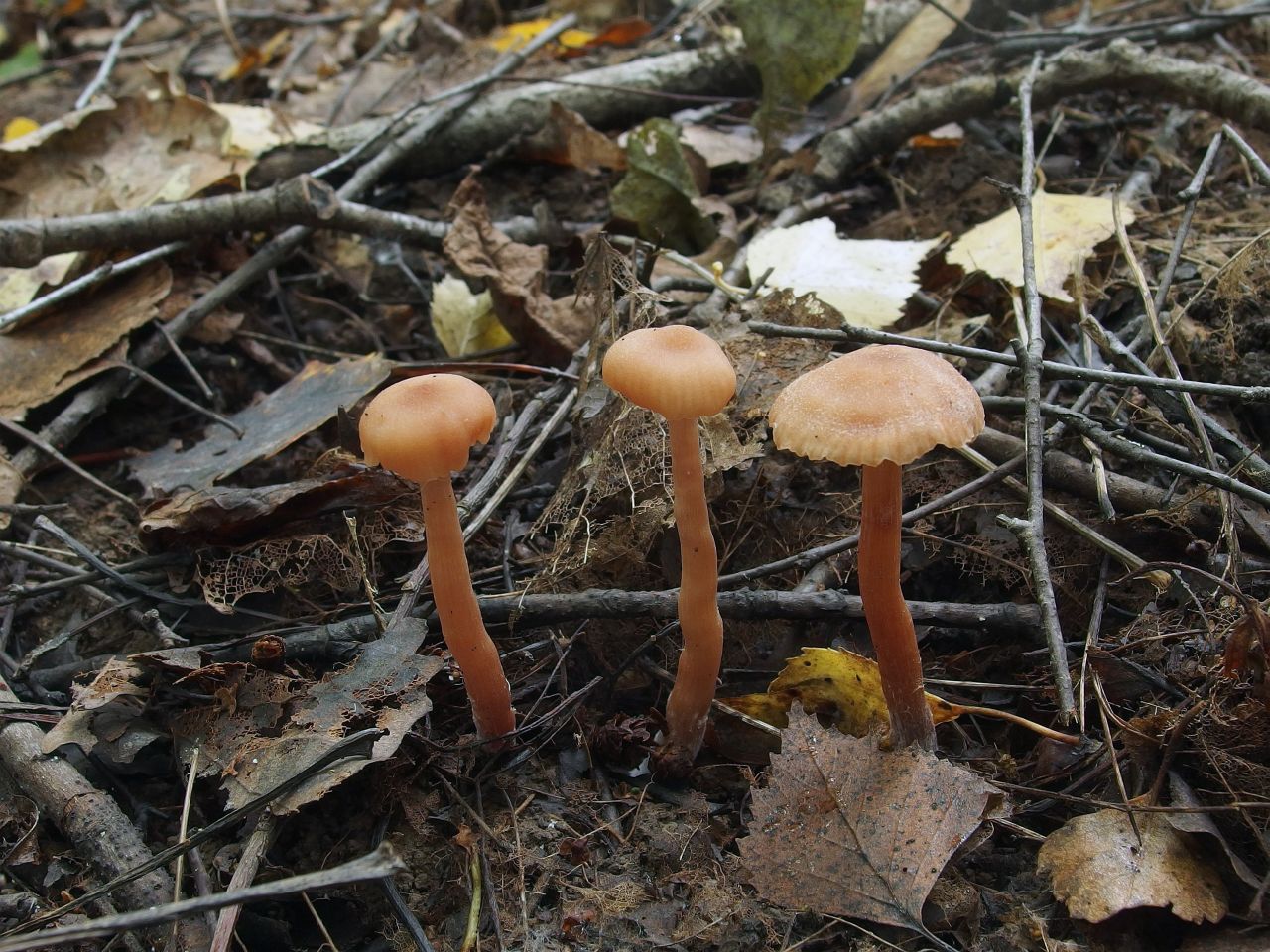 Laccaria laccata