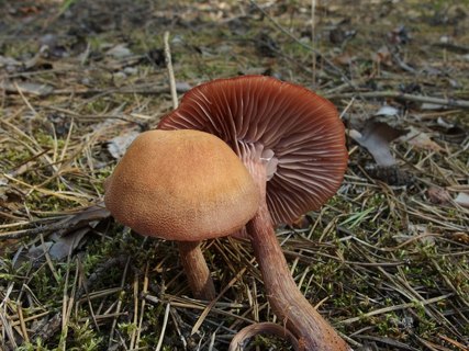 Laccaria bicolor