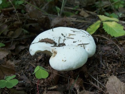 Lactarius vellereus