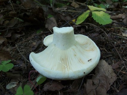 Lactarius vellereus