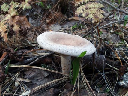 Lactarius vietus