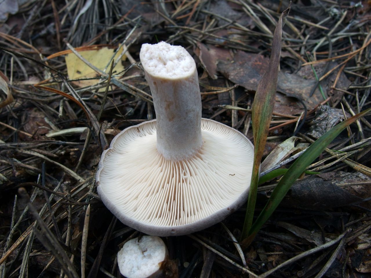 Lactarius vietus
