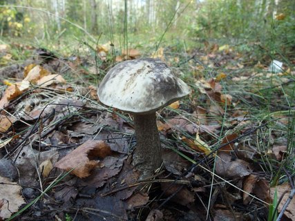 Leccinum variicolor