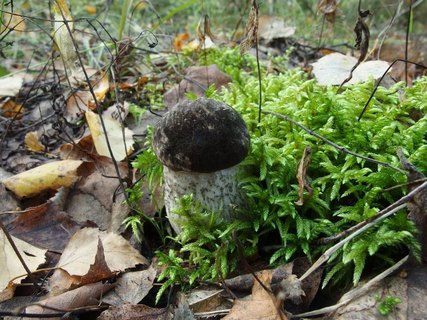Leccinum variicolor