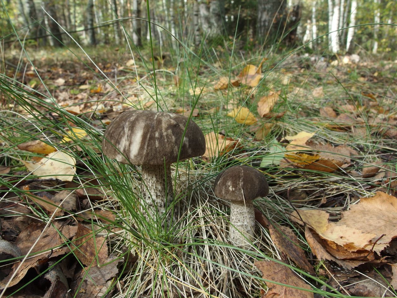 Leccinum variicolor