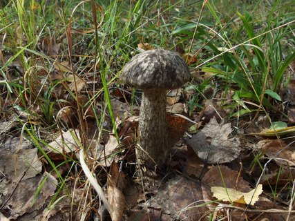 Leccinum variicolor