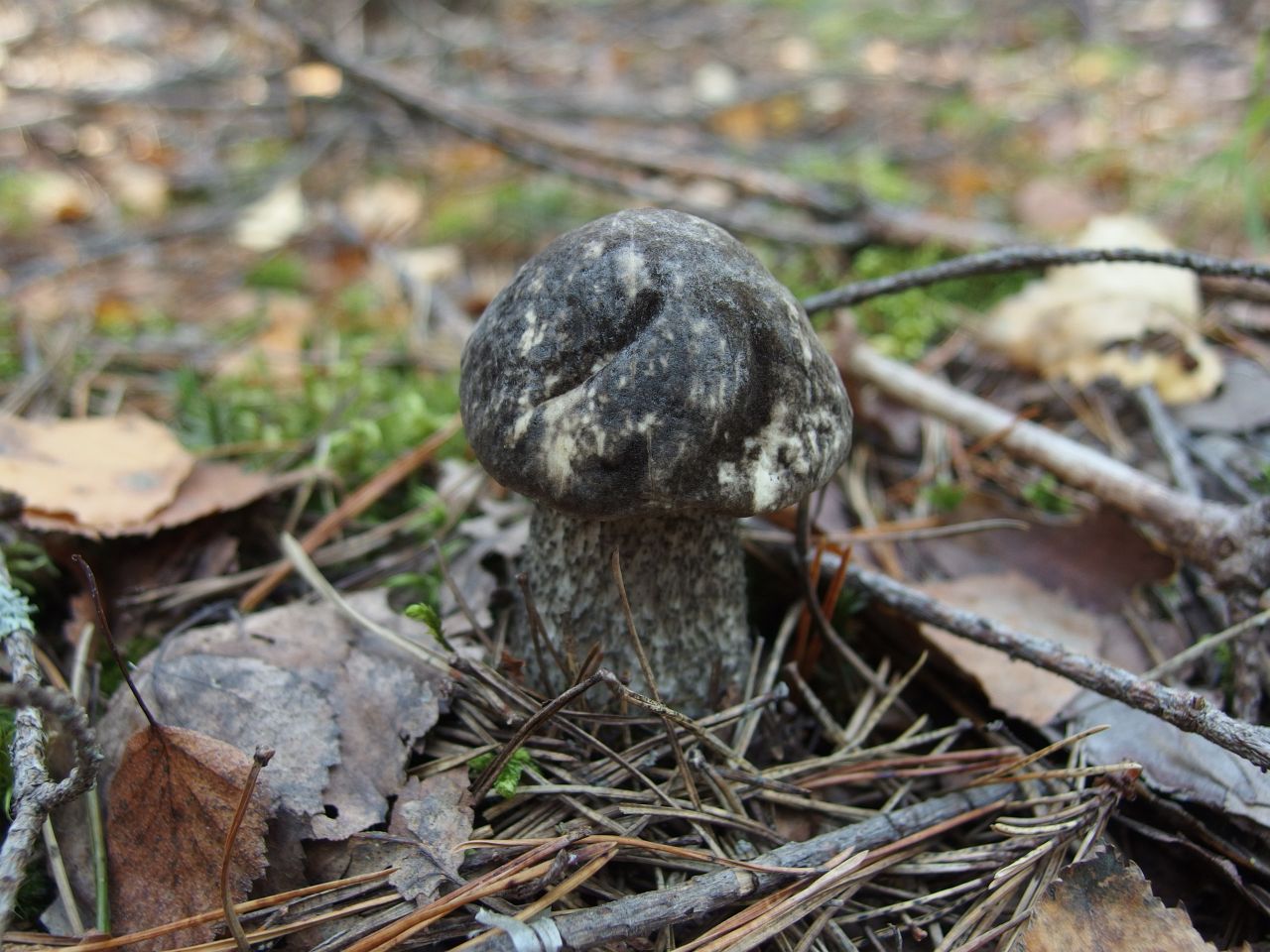 Leccinum variicolor