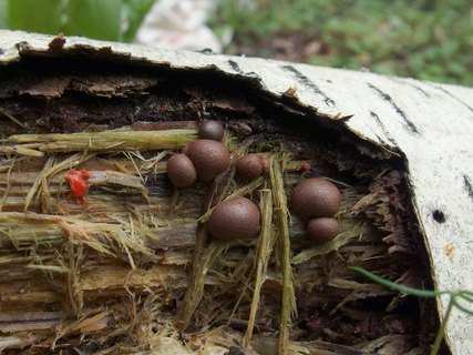 Lycogala epidendrum