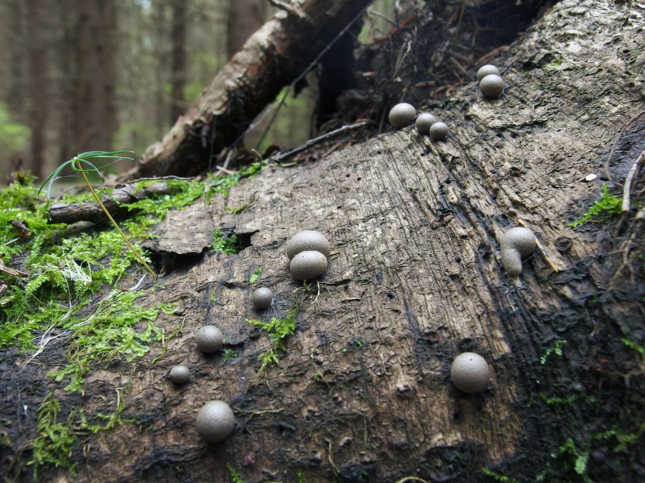 Lycogala epidendrum