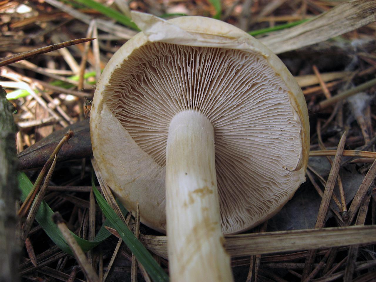 Agrocybe praecox