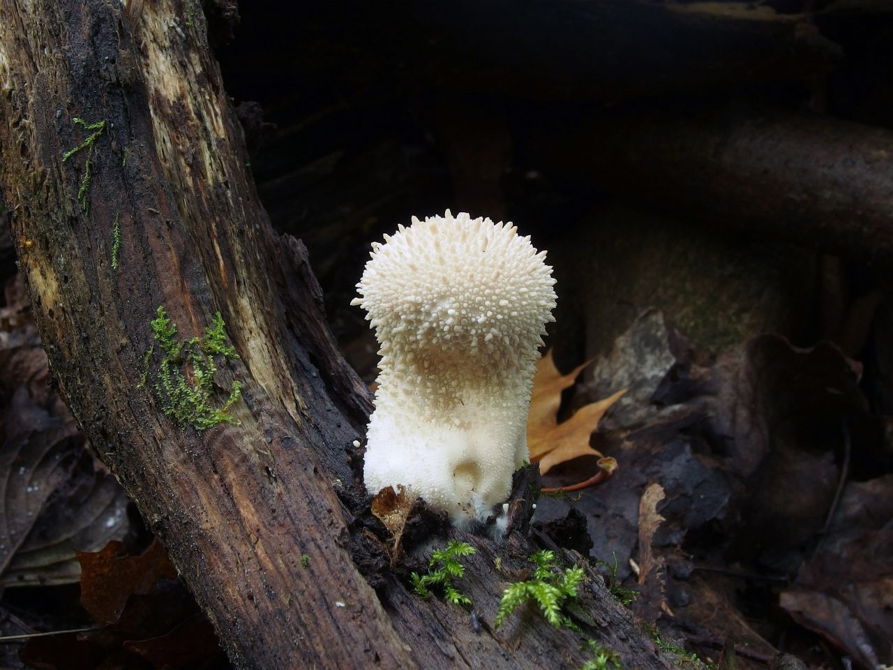 Lycoperdon perlatum