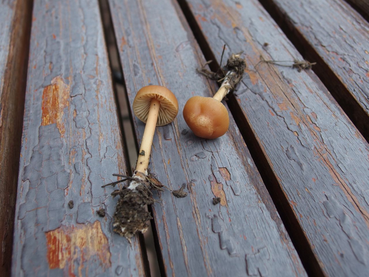 Marasmius oreades