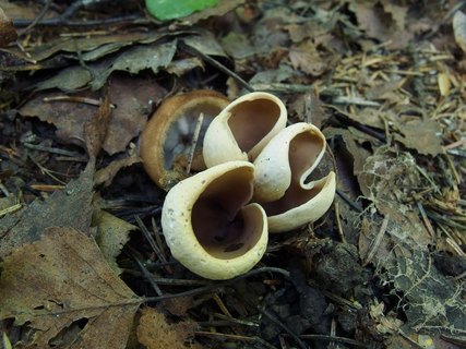 Otidea onotica