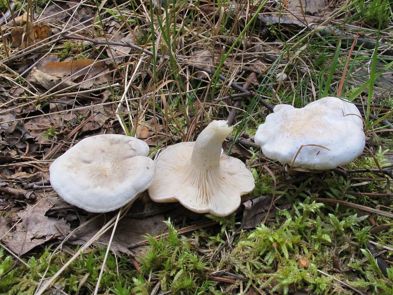Clitopilus