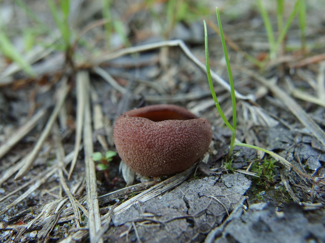 Peziza badia