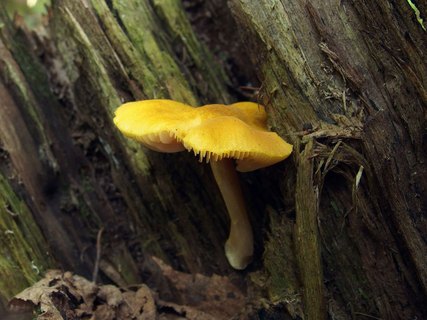 Pluteus leoninus