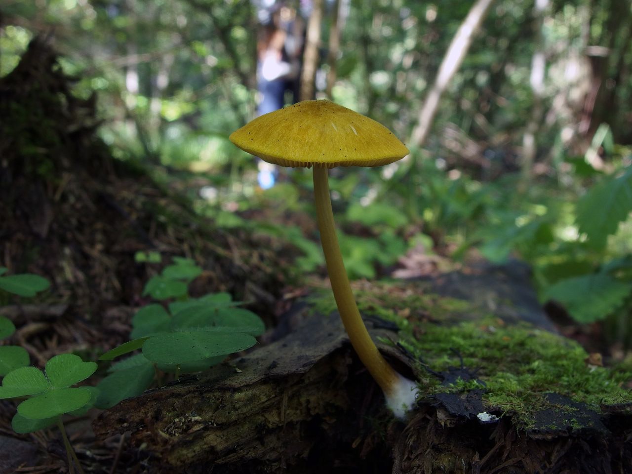 Pluteus leoninus