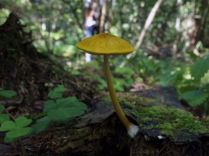 Pluteus leoninus