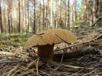 Suillus variegatus