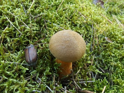 Suillus variegatus