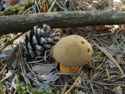 Suillus variegatus